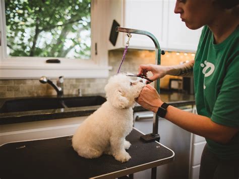 top author offering pet grooming guide
